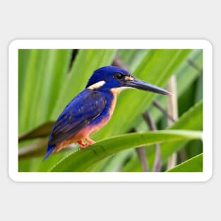 Azure Kingfisher, Kakadu National Park Sticker